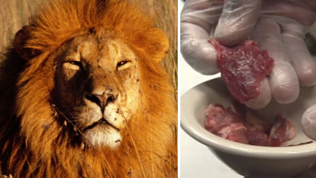 Restaurant courts controversy with lion meat tacos