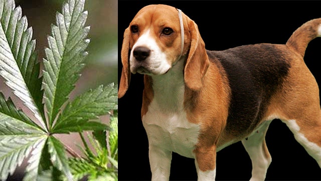 Medical marijuana for dogs?