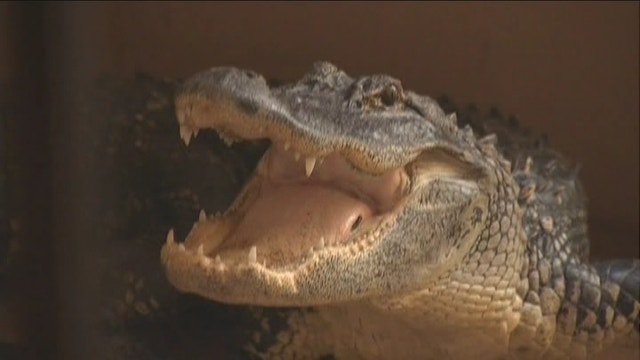 FL Family Spotted An Alligator At Their Front Door