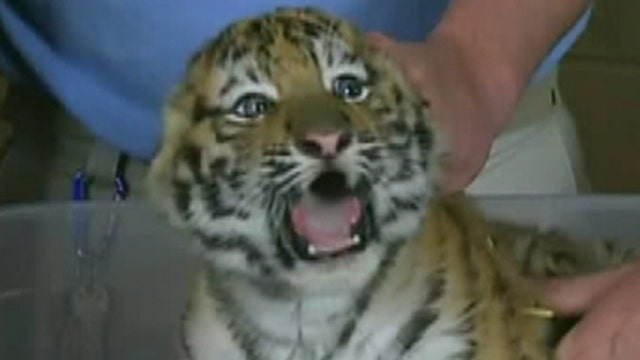  Fox Flash: Tiger cubs at the Columbus Zoo