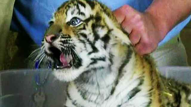 Tiger cubs make their TV debut