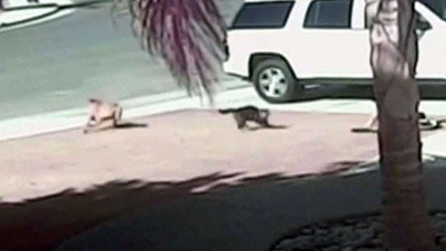 Hero cat saves toddler from dog attack
