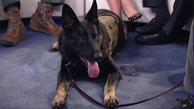 'Saving Private K9' focuses on dogs after military service