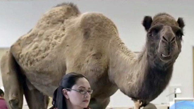 'Hump Day' under fire from PC police