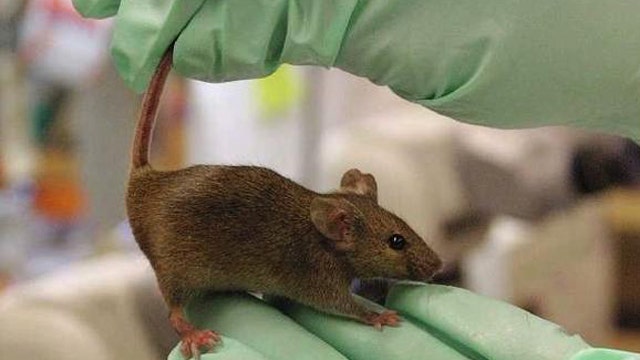 Stem cells used to 'cure' paralyzed mice?