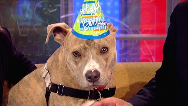 Badly injured puppy recovers, celebrates first birthday