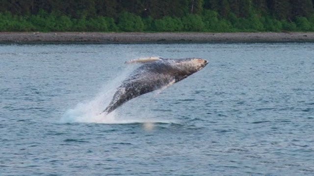 Skip the big ships to see Alaska's wildlife