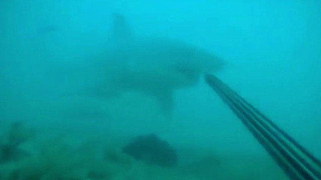 Florida scuba diver takes on great white shark