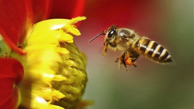 Wild vs. domesticated bees
