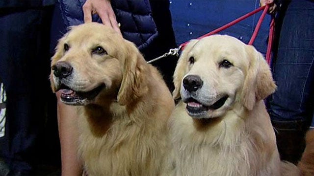 Furry friends offer tail-wagging breaks