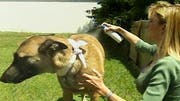 Fido needs sun protection too. There's a new product that can help shield him from dangerous UV rays