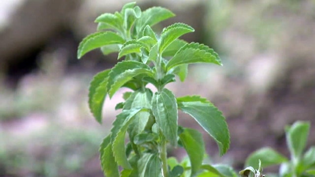Stevia gets California farmers' attention