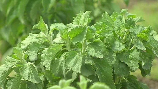 Stevia production has California farmers looking to cash in