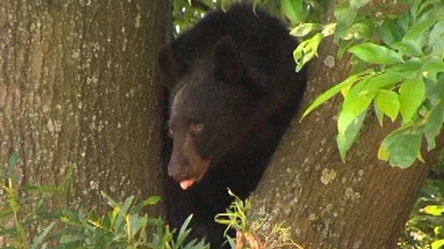 Baby black bear causes chaos on college campus