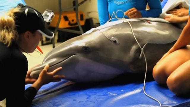 Dolphin undergoes airway expansion procedure
