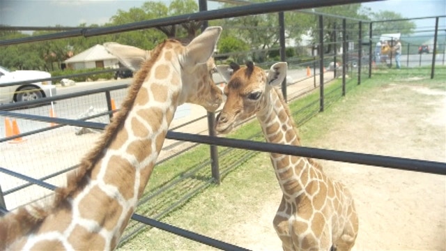 Twin Giraffes Born In Texas