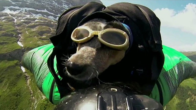 World's first wingsuit BASE jumping dog