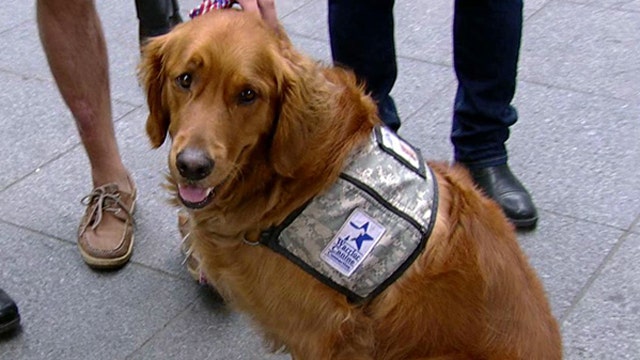 Power of dogs to help heal our veterans