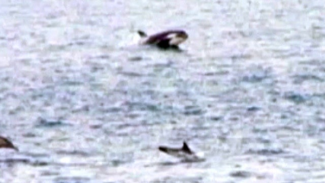 Killer whales attack dolphins in Japan