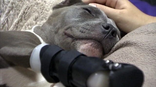 Disabled puppy gets prosthetic paw