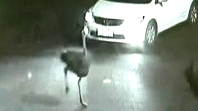 Runaway ostrich ruffles rush hour drivers' feathers