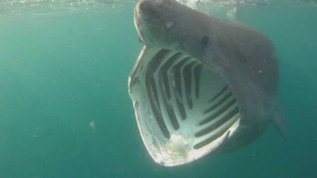 Don’t swallow me shark!| Latest News Videos | Fox News