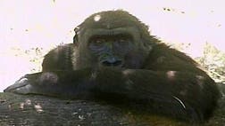 Dallas zookeepers hope for gorilla love connection