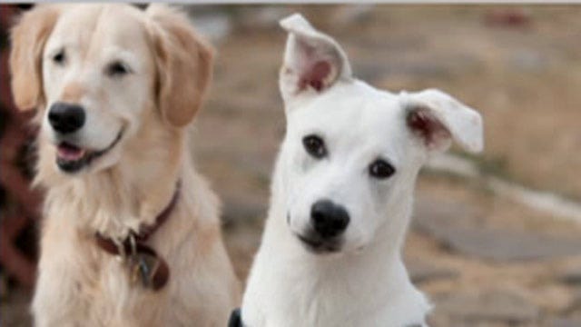 Trainer turns abandoned dogs into rescuers