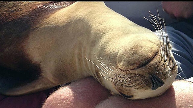 Sea lion makes itself at home on sailboat