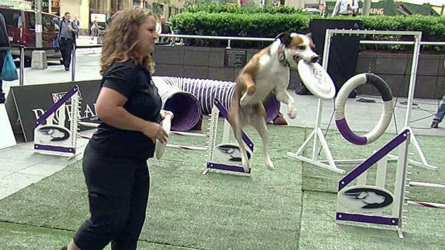 Canine athletes show off obstacle course skills