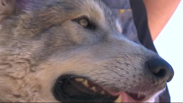 Wandering wolf-dog hybrid found