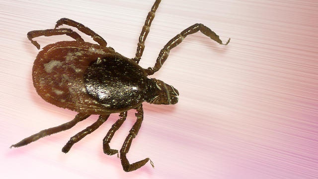 Lyme disease is on the rise