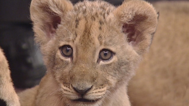 After the Show Show: Lion cubs!