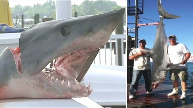 Catch of the day: Shark charges, jumps into boat