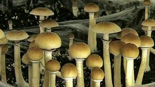Should magic mushrooms be used as medicine?