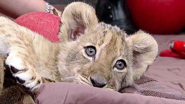 Lion cubs find new home