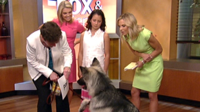 After the Show Show: A reading dog?