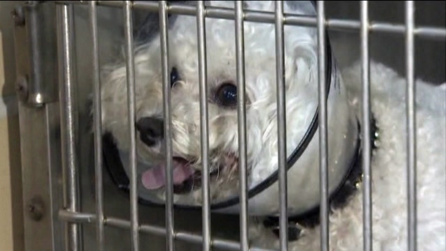 Dog survives 14 story fall in Florida
