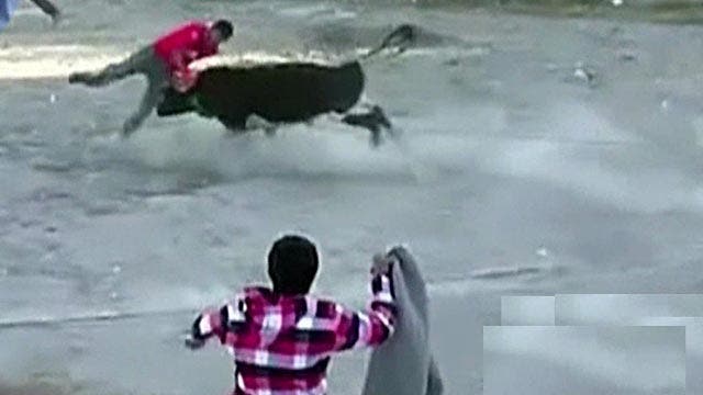 Bull escapes from makeshift ring in Peru