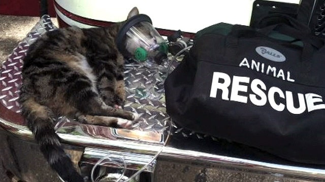 Cat saved with oxygen mask