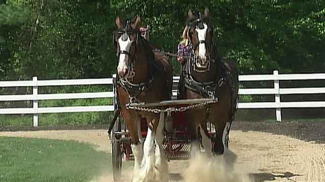 American horsepower: Training the Budweiser Clydesdales