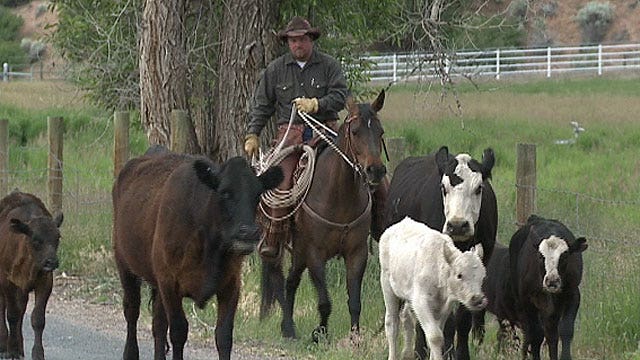 Cattle driver delays traffic on highway