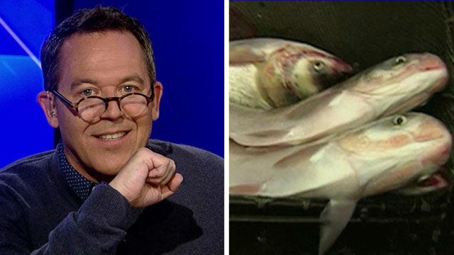Gutfeld: PC lawmakers end threat from Asian carp