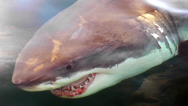 Great white shark population grows: Should beachgoers worry?