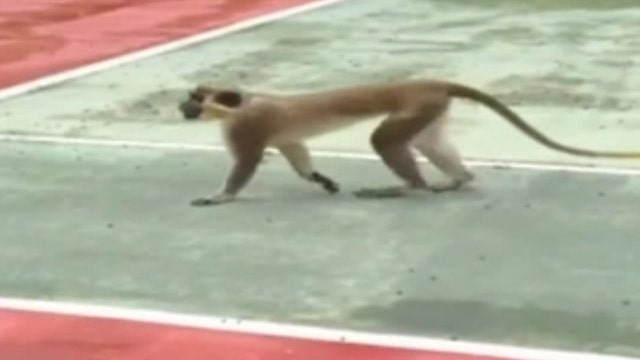 Monkey migrates through Miami