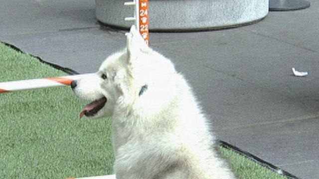 Fox Flash: Canine personal trainers