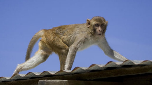 New technology has paralyzed monkeys walking