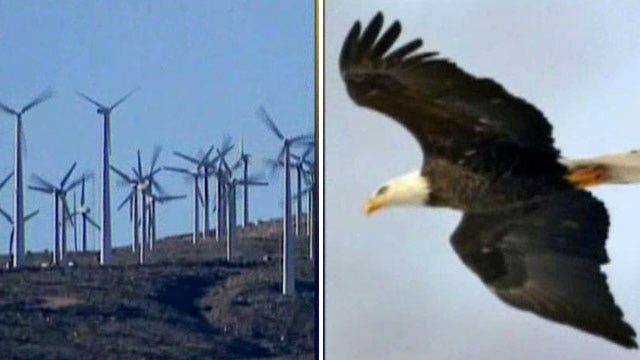 California wind farm gets license to kill eagles?