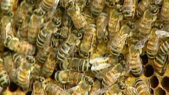 Memorial to honor 5,000 bees that died in Oregon parking lot