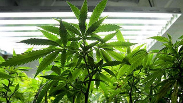 Medical marijuana usage law passes in Florida